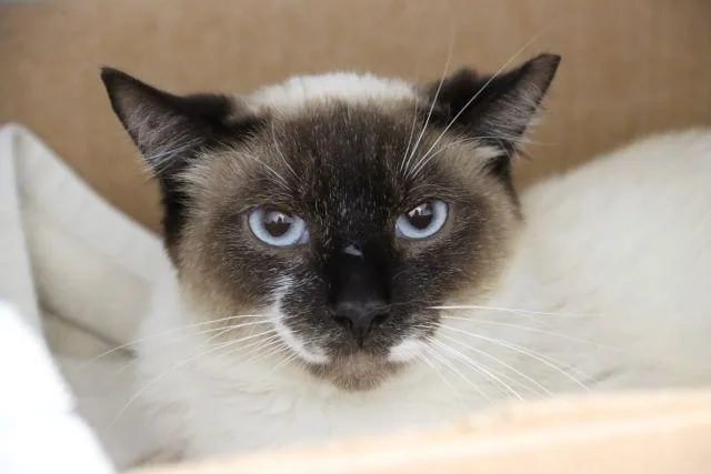 A young small-sized male Snowshoe cat named Pretty Boy Floyd for adoption in Tucson, AZ