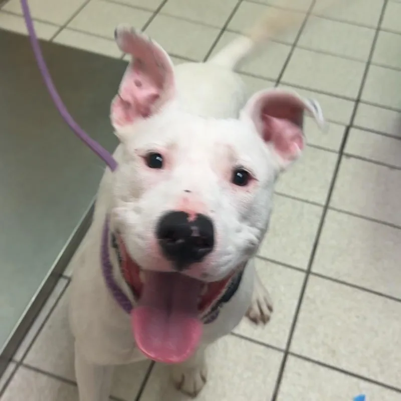 An adult medium-sized male White / Cream Mixed Breed dog named Chico for adoption in Charleston, WV