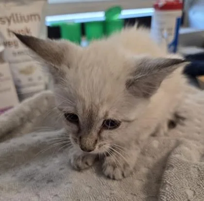 A baby small-sized female Domestic Short Hair cat named Metroid for adoption in Fresno, CA
