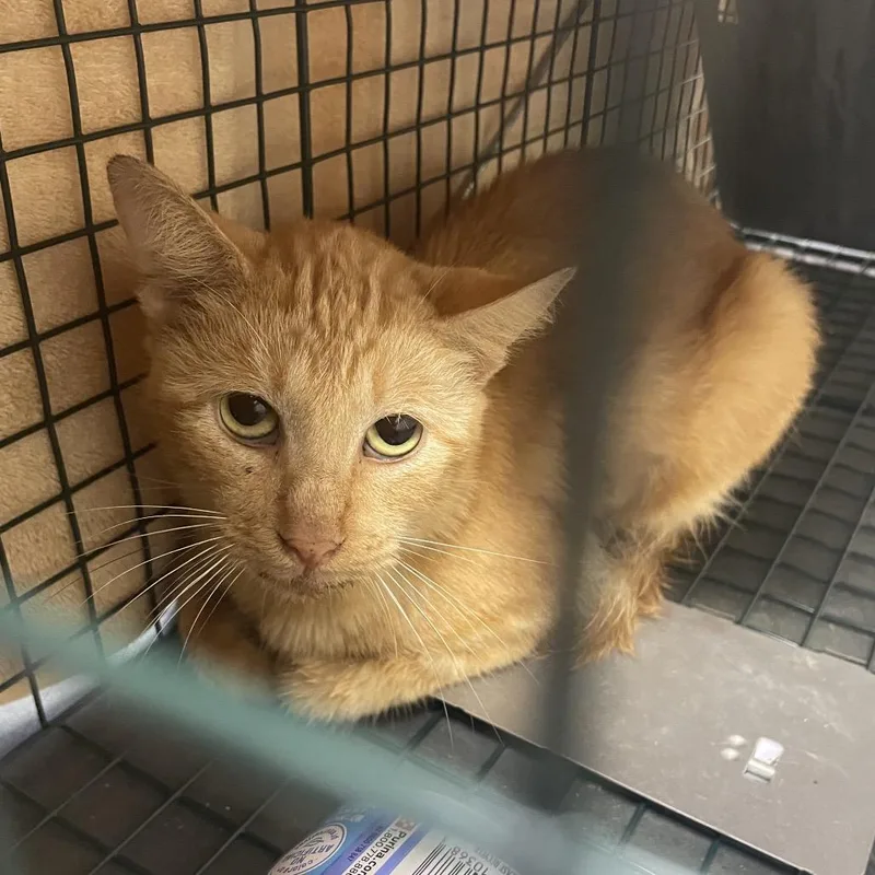An adult medium-sized female Orange / Red Domestic Short Hair cat named Nacho for adoption in Dickinson, TX