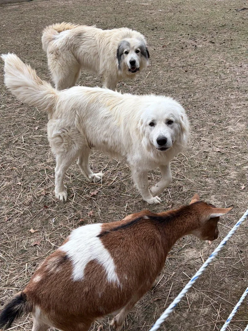 A young extra large-sized female White / Cream Great Pyrenees dog named Sugar for adoption in East Sparta, OH