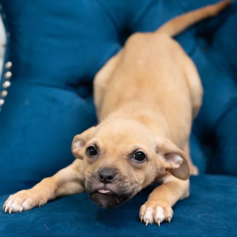 A baby medium-sized female Pit Bull Terrier dog named Lisa for adoption in Zionsville, IN