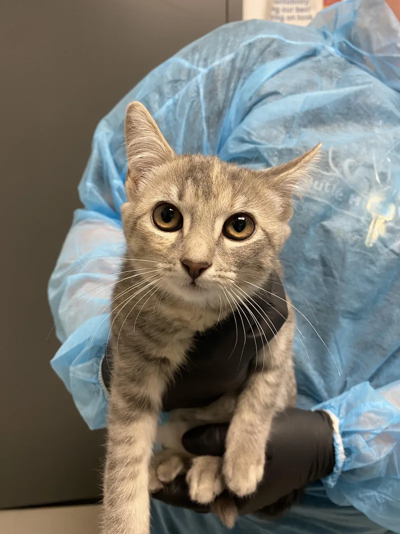 A baby small-sized female Domestic Short Hair cat named Dazzle for adoption in Chico, CA