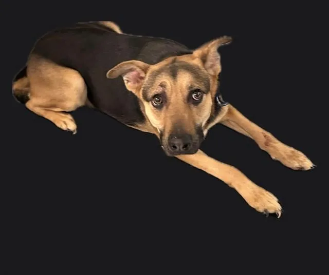 A young large-sized female German Shepherd Dog dog named Lydia for adoption in Lancaster, CA