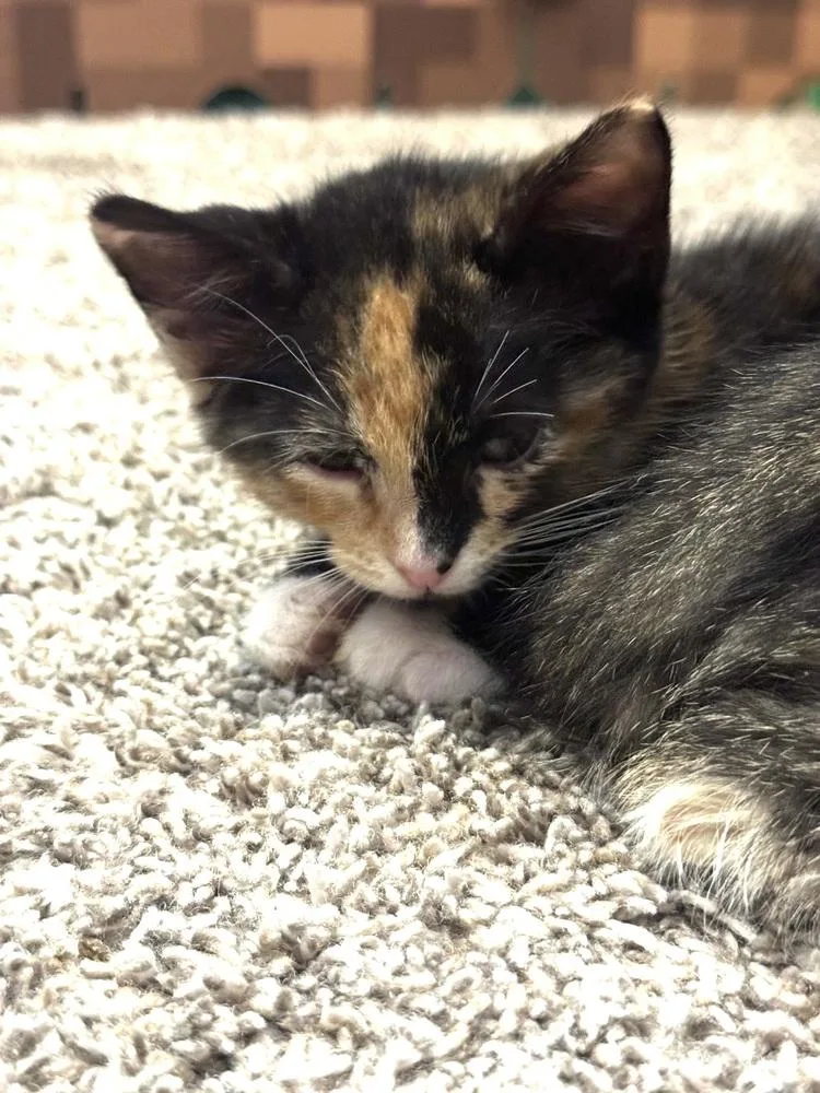 Jasmine thumbnail 2