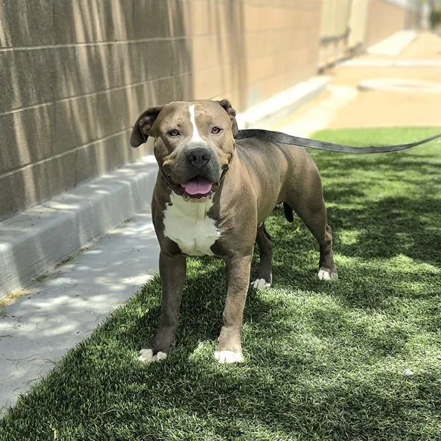 A young large-sized male Pit Bull Terrier dog named Willow for adoption in Las Vegas, NV