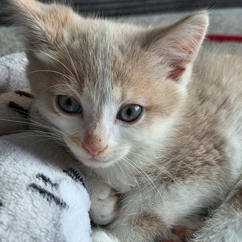 A baby small-sized male Orange / Red Domestic Short Hair cat named Simon for adoption in Johnstown, PA