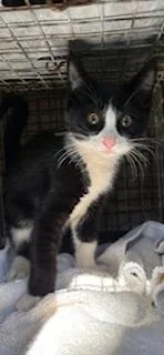 A baby small-sized male Domestic Short Hair cat named Orca for adoption in Honolulu, HI