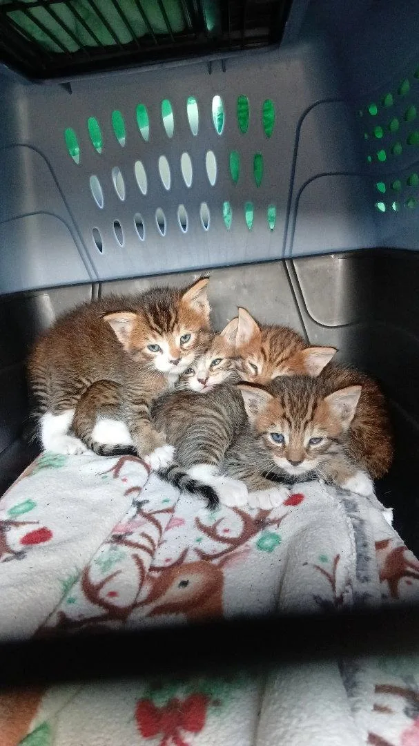 A baby medium-sized male Domestic Short Hair cat named Cayenne for adoption in San Jose, CA