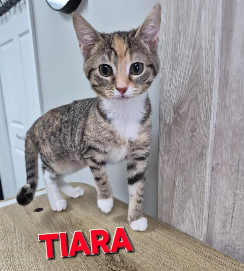 A baby medium-sized female Domestic Short Hair cat named Tiara for adoption in Rome, GA