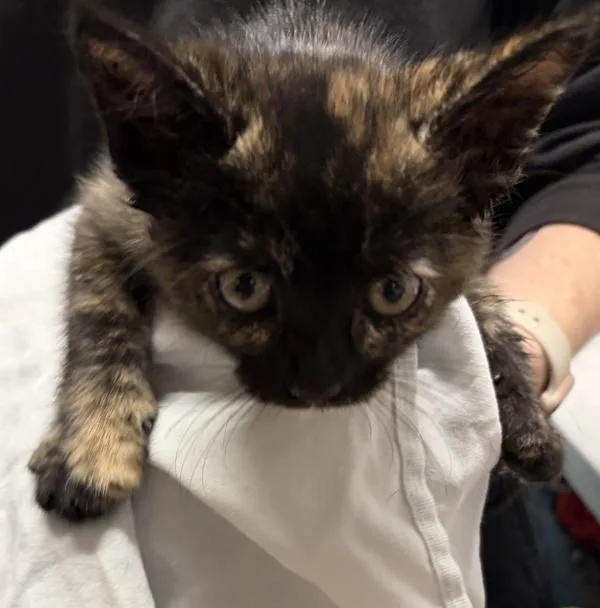 A baby medium-sized female Domestic Short Hair cat named Meadow for adoption in Escondido, CA