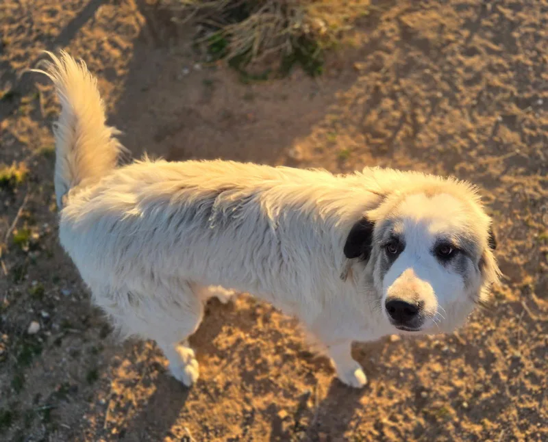 A young large-sized male Great Pyrenees dog named Sampson for adoption in Oakland, CA