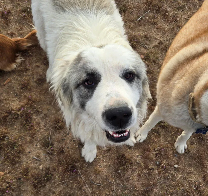 Sampson thumbnail 2