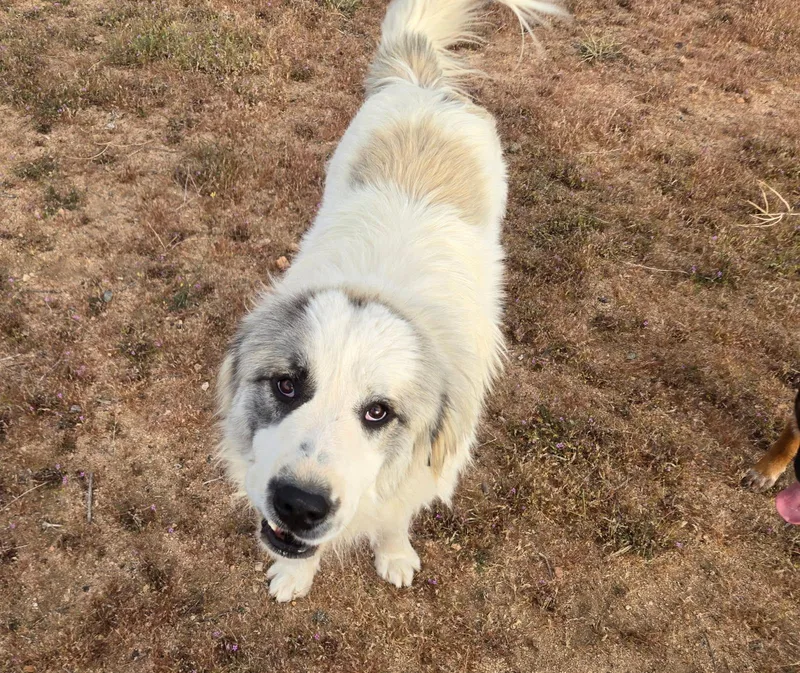 Sampson thumbnail 3
