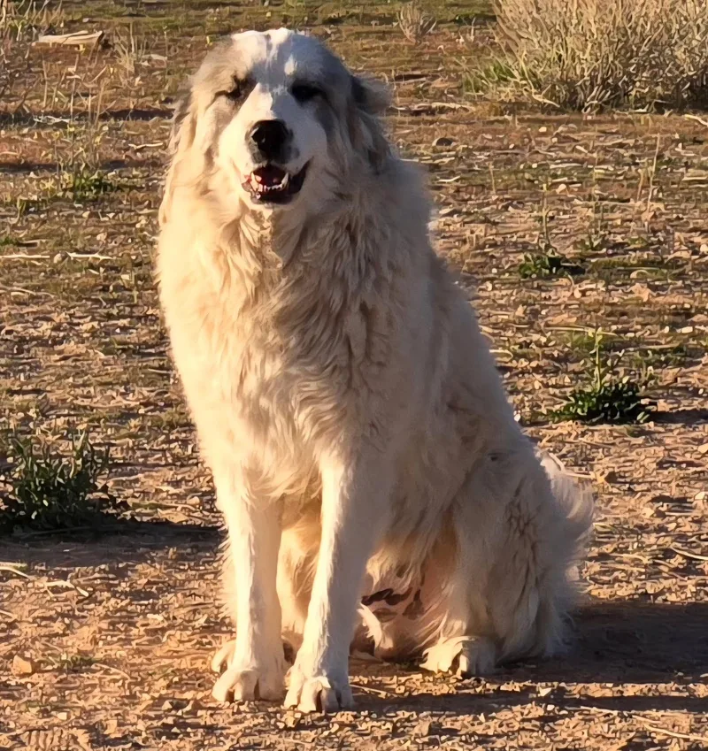Sampson thumbnail 4