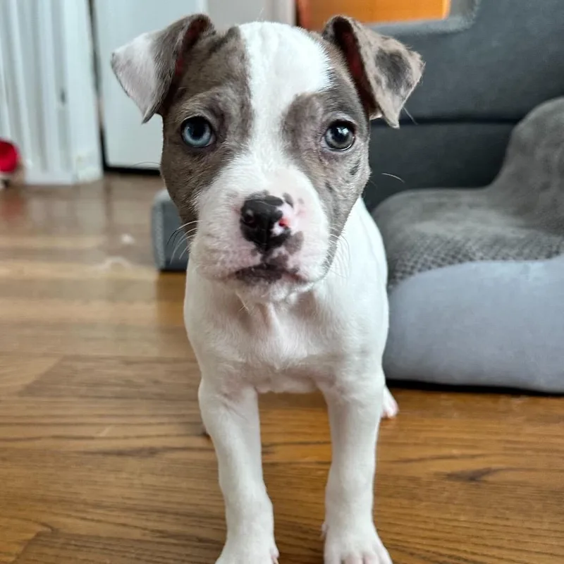 A baby medium-sized male White / Cream Mixed Breed dog named Gumbo for adoption in Brooklyn, NY