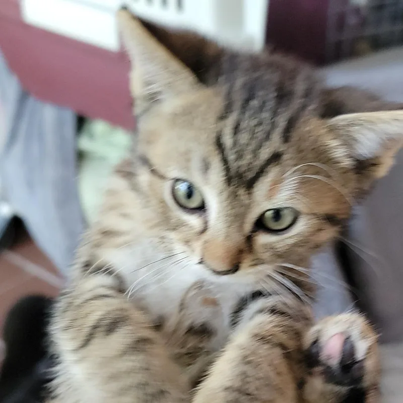 A baby small-sized female Domestic Medium Hair cat named Pinky for adoption in Buffalo, WY