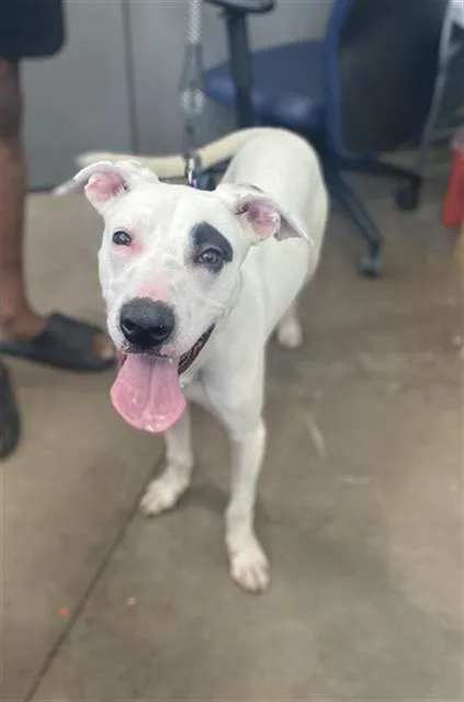 A young large-sized male Mixed Breed dog named Moe for adoption in Dallas, TX