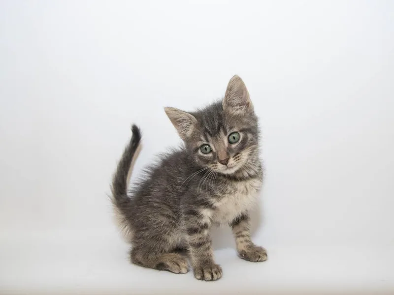 A baby medium-sized male Domestic Short Hair cat named Howlite for adoption in Lansing, KS