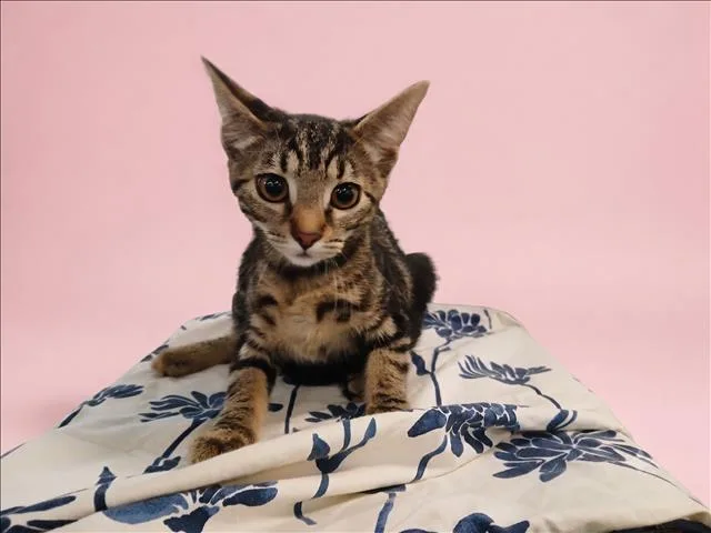 A baby medium-sized female Domestic Short Hair cat named Antonia for adoption in Los Angeles, CA