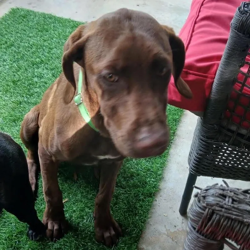 A young medium-sized female Red / Chestnut / Orange Rhodesian Ridgeback dog named Roux for adoption in Wichita, KS