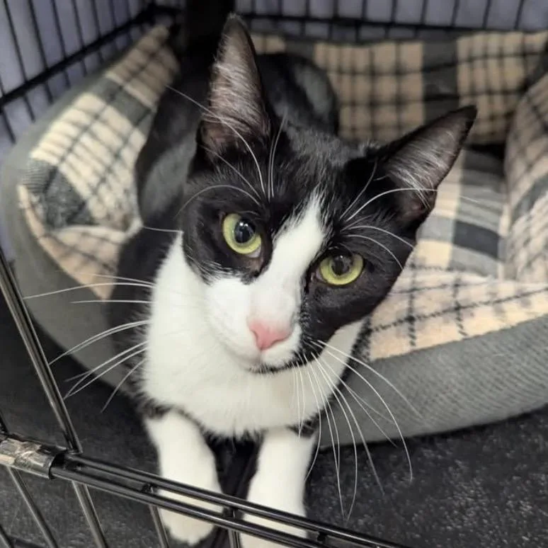 An adult small-sized female Black Domestic Short Hair cat named Chanterelle for adoption in North Branford, CT