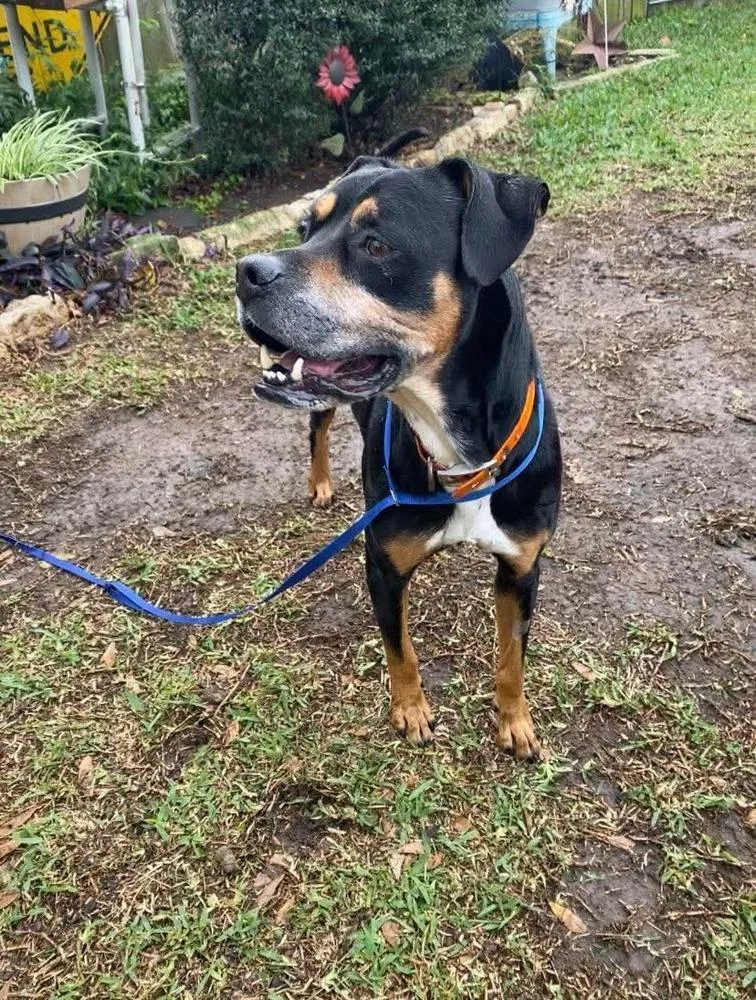 Richard Parker A 💜 thumbnail 4