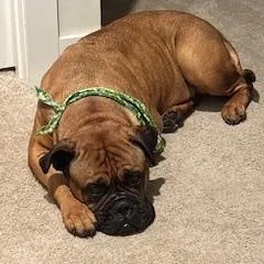 An adult extra large-sized female Apricot / Beige Bullmastiff dog named Roxy.  Nc for adoption in Templeton, MA