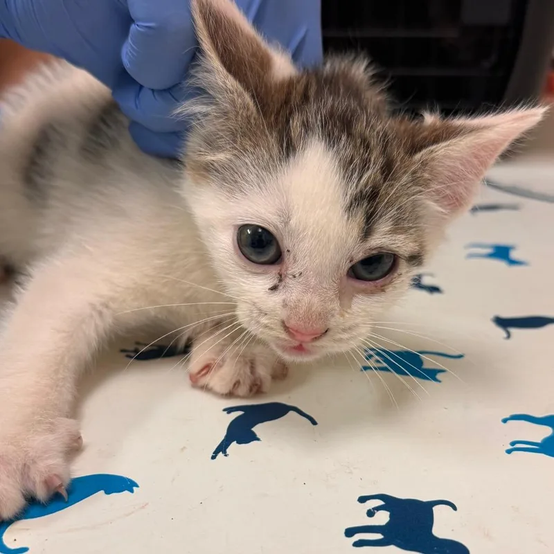 A baby small-sized male White Domestic Short Hair cat named Mark Victorson for adoption in Lynchburg, VA