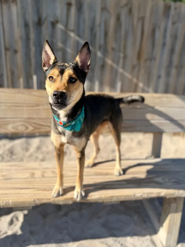 A young medium-sized female Mixed Breed dog named Wendy for adoption in Muskegon, MI