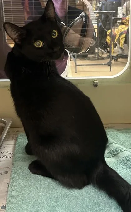 An adult small-sized female Domestic Short Hair cat named Leighton for adoption in Chamblee, GA