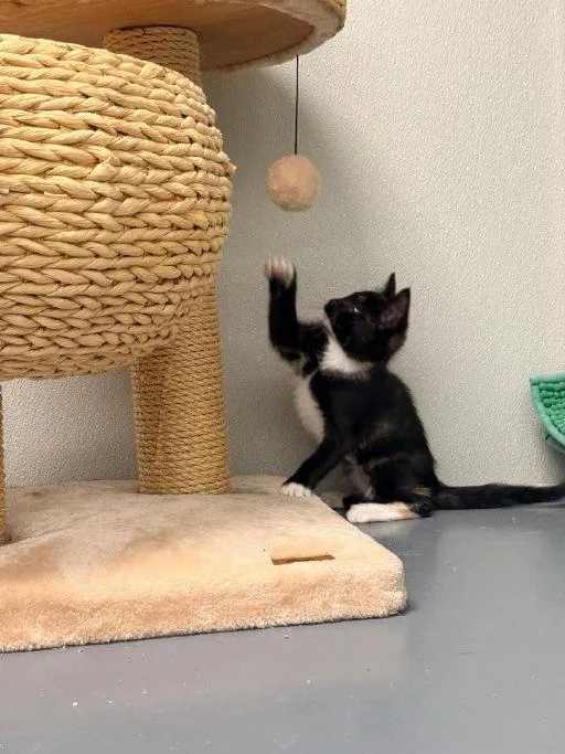 A baby medium-sized female Black Domestic Short Hair cat named Pepper for adoption in Winter Haven, FL