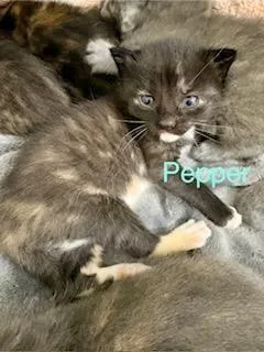 Pepper thumbnail 3