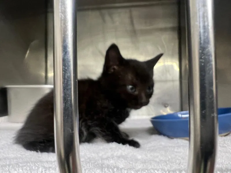 A baby small-sized male Domestic Short Hair cat named Ronald for adoption in Murray, KY