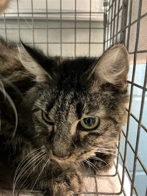 An adult medium-sized female Domestic Short Hair cat named Circe for adoption in Jacksonville, FL