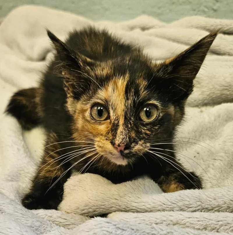 A baby small-sized female Calico cat named Prika for adoption in Sherwood, AR