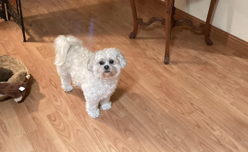 An adult small-sized female White / Cream Bichon Frise dog named Cookie for adoption in Melbourne, FL