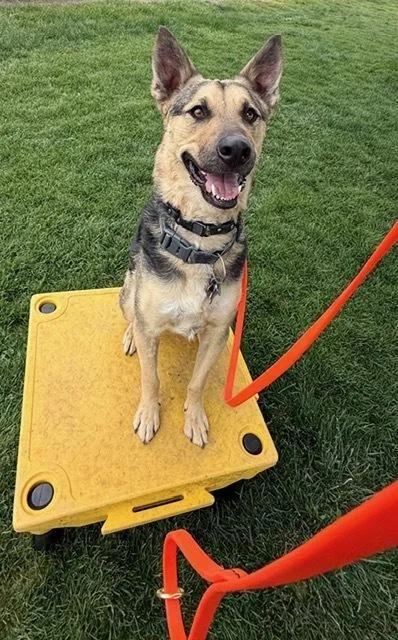 An adult medium-sized male German Shepherd Dog dog named Scooby for adoption in Lafayette, CO