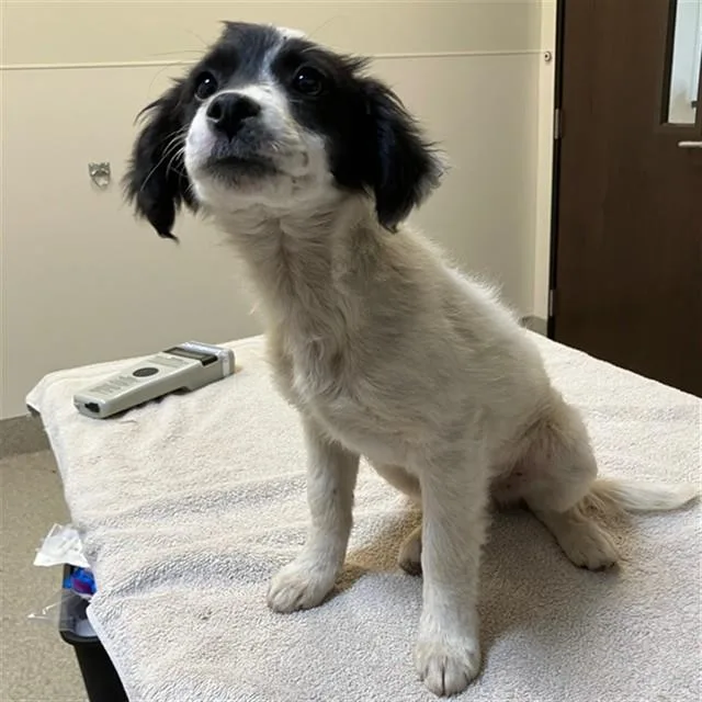 A baby small-sized male Chihuahua dog named Hetfield for adoption in San Luis Obispo, CA