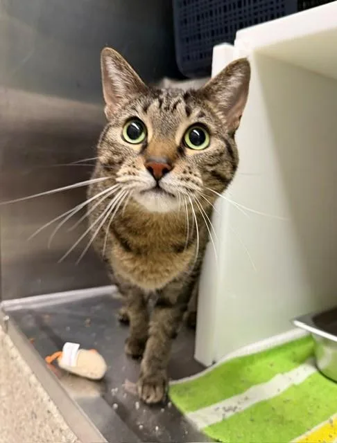 An adult medium-sized female Domestic Short Hair cat named Strawberry for adoption in Brighton, CO