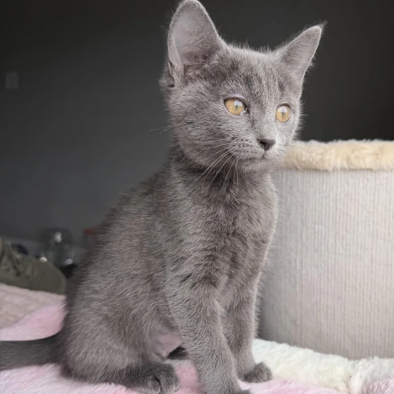 A baby medium-sized female Gray / Blue / Silver Domestic Short Hair cat named Barbara Gordon for adoption in Seymour, TN
