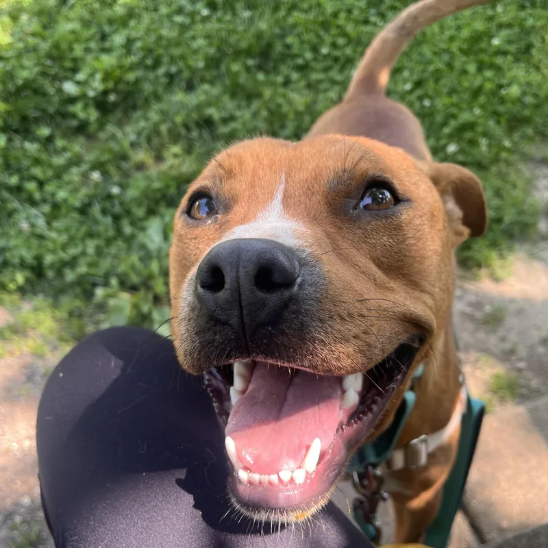 A baby medium-sized male Red / Chestnut / Orange Mixed Breed dog named Scoots for adoption in House Springs, MO
