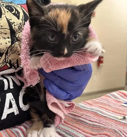A baby small-sized female Domestic Short Hair cat named Santa Clara for adoption in Fishers, IN