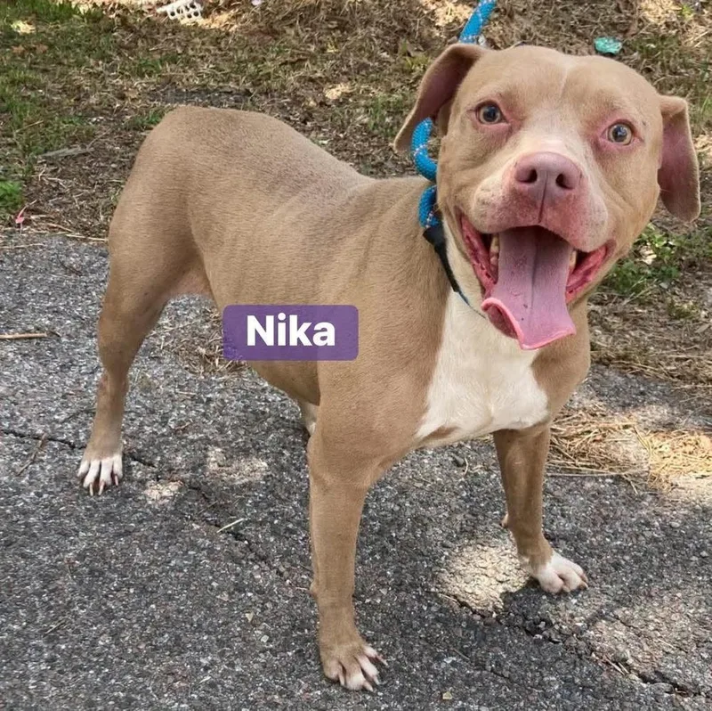 Nika A thumbnail 2