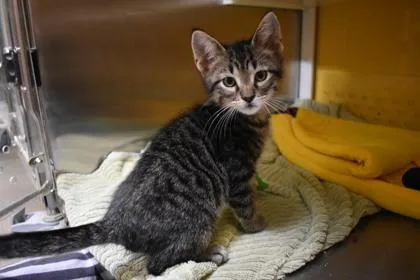 A young medium-sized male Domestic Short Hair cat named Starsky for adoption in Kansas City, MO