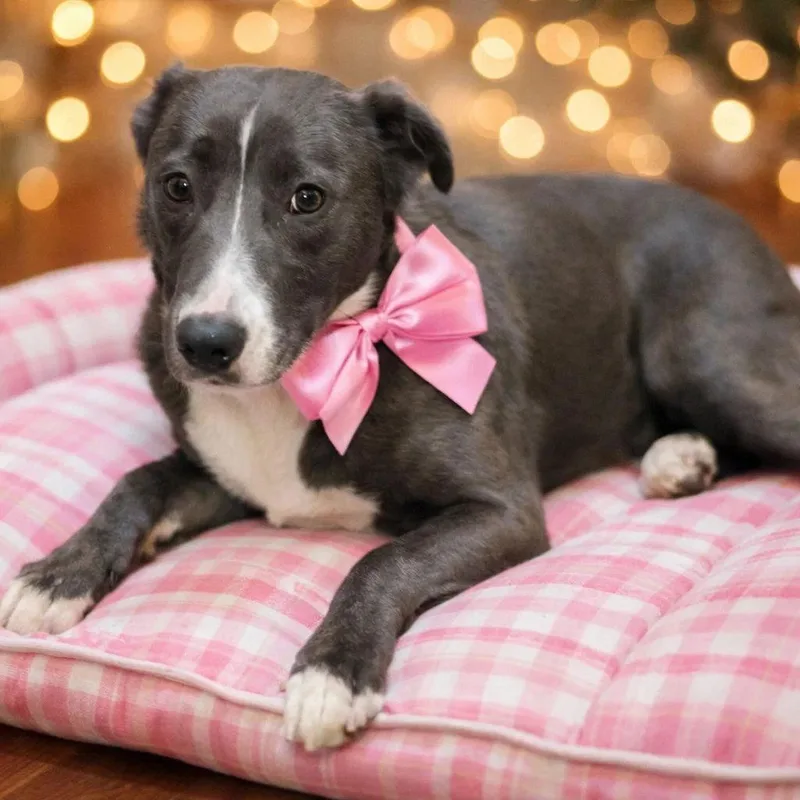 Border Collie  Border