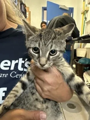 A baby small-sized male Domestic Short Hair cat named Lactose the Intolerant for adoption in Madison, NJ
