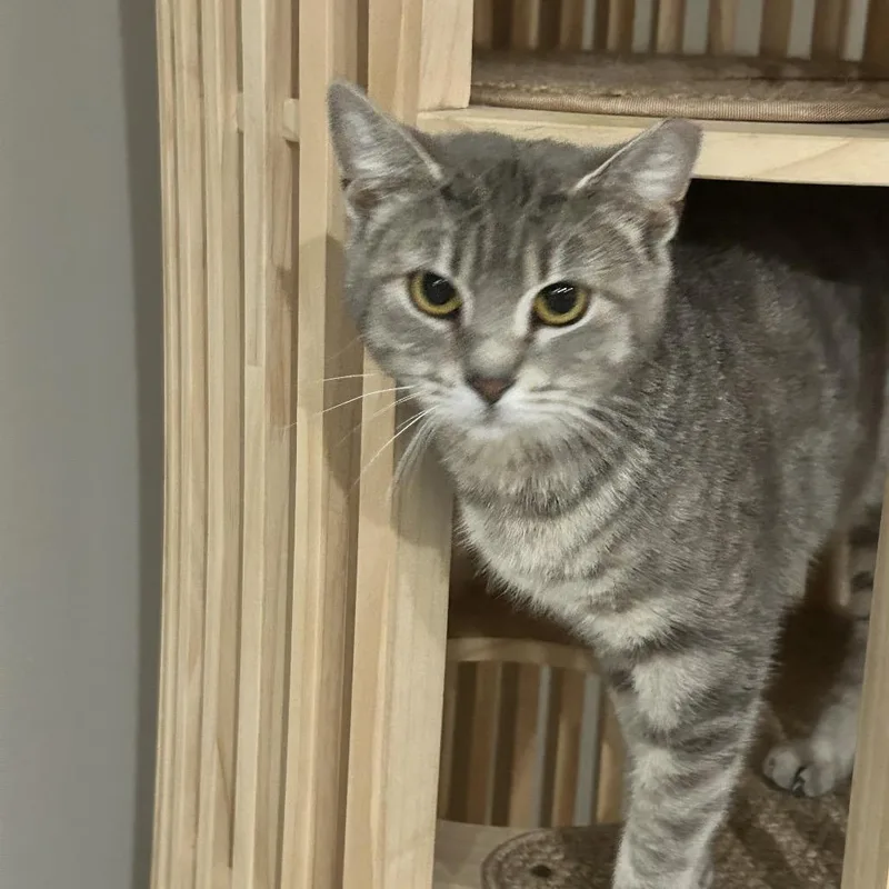 A young medium-sized female Gray / Blue / Silver Domestic Short Hair cat named Estrella for adoption in Nashville, TN