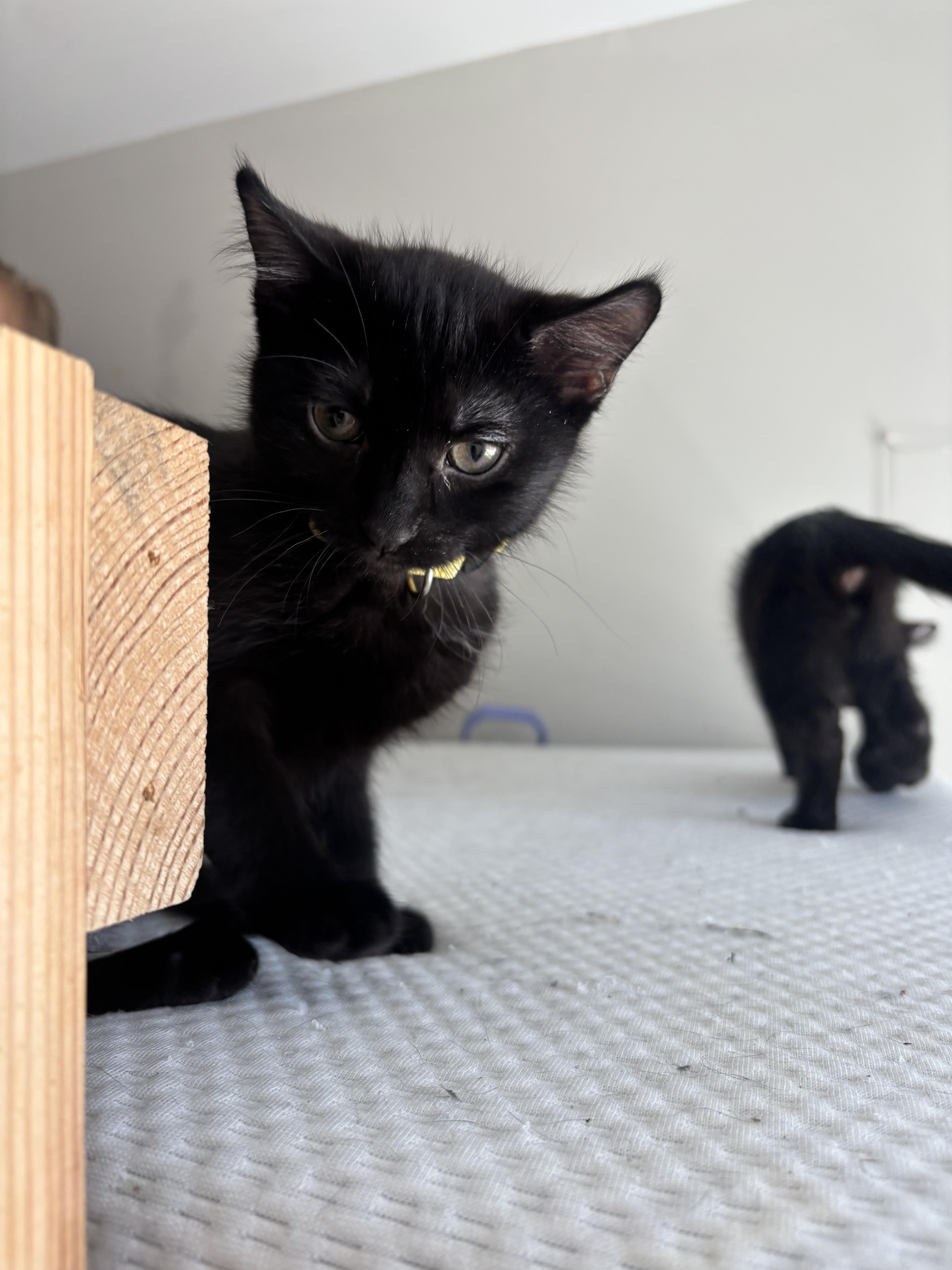 A young medium-sized female Black Domestic Short Hair cat named Lightning for adoption in Lemont, IL