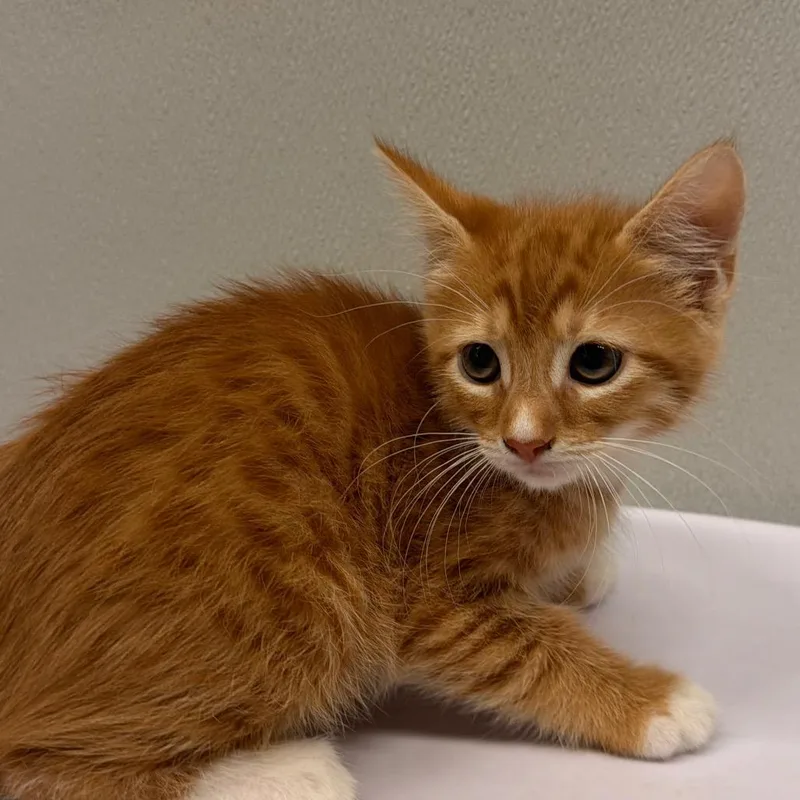 Gizmo